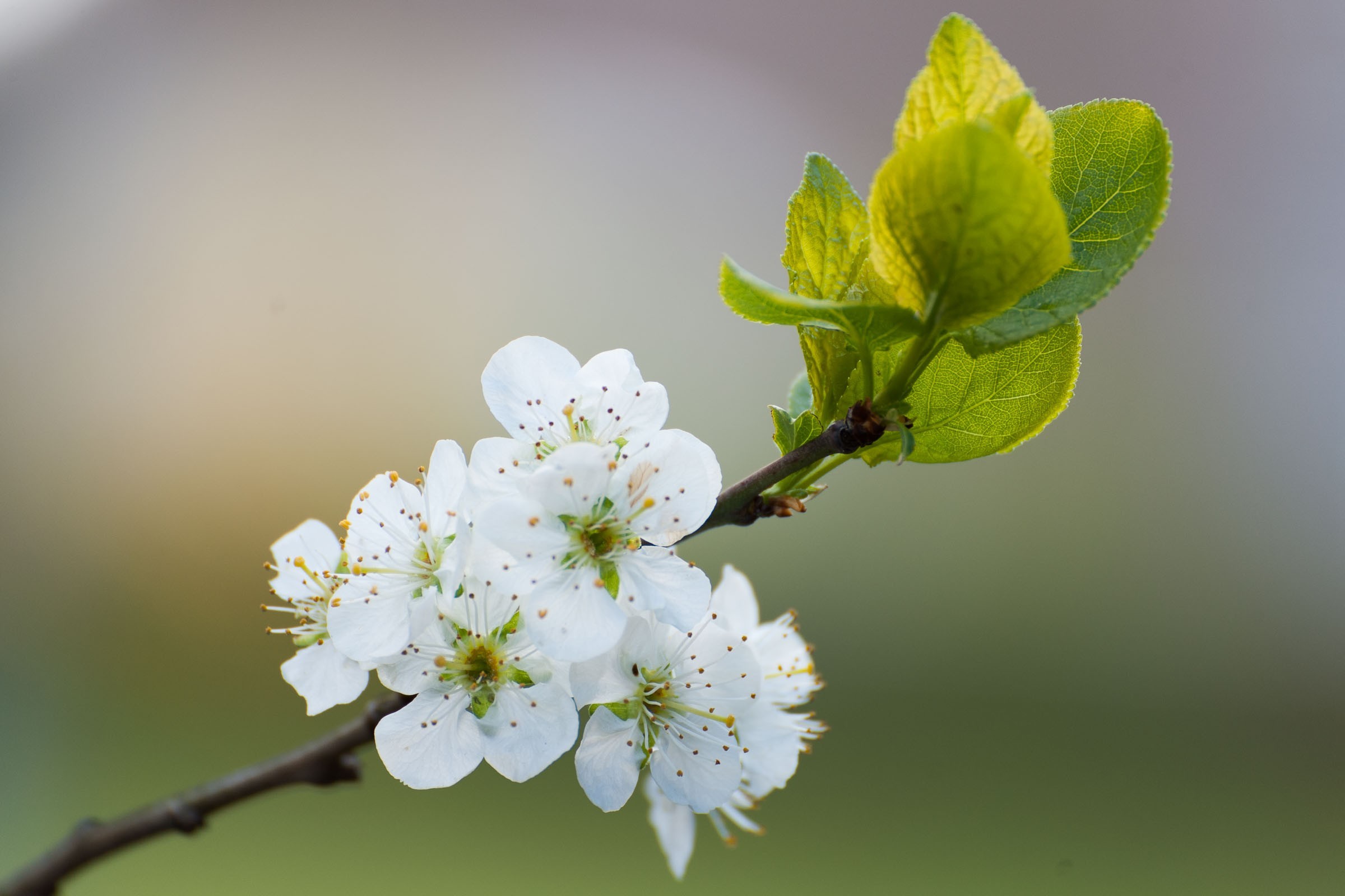 Bloesem fotograferen bij bewolkt weer