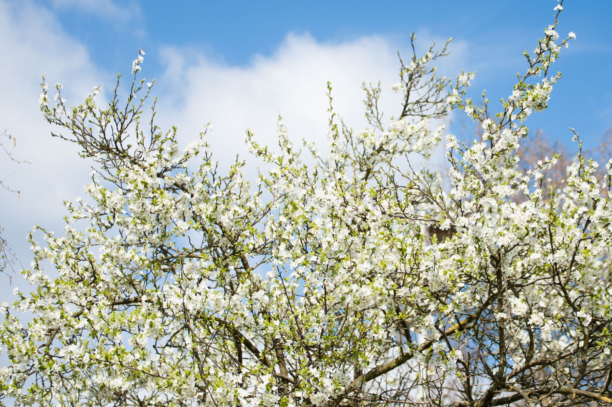 Bloesemfoto is nog te druk