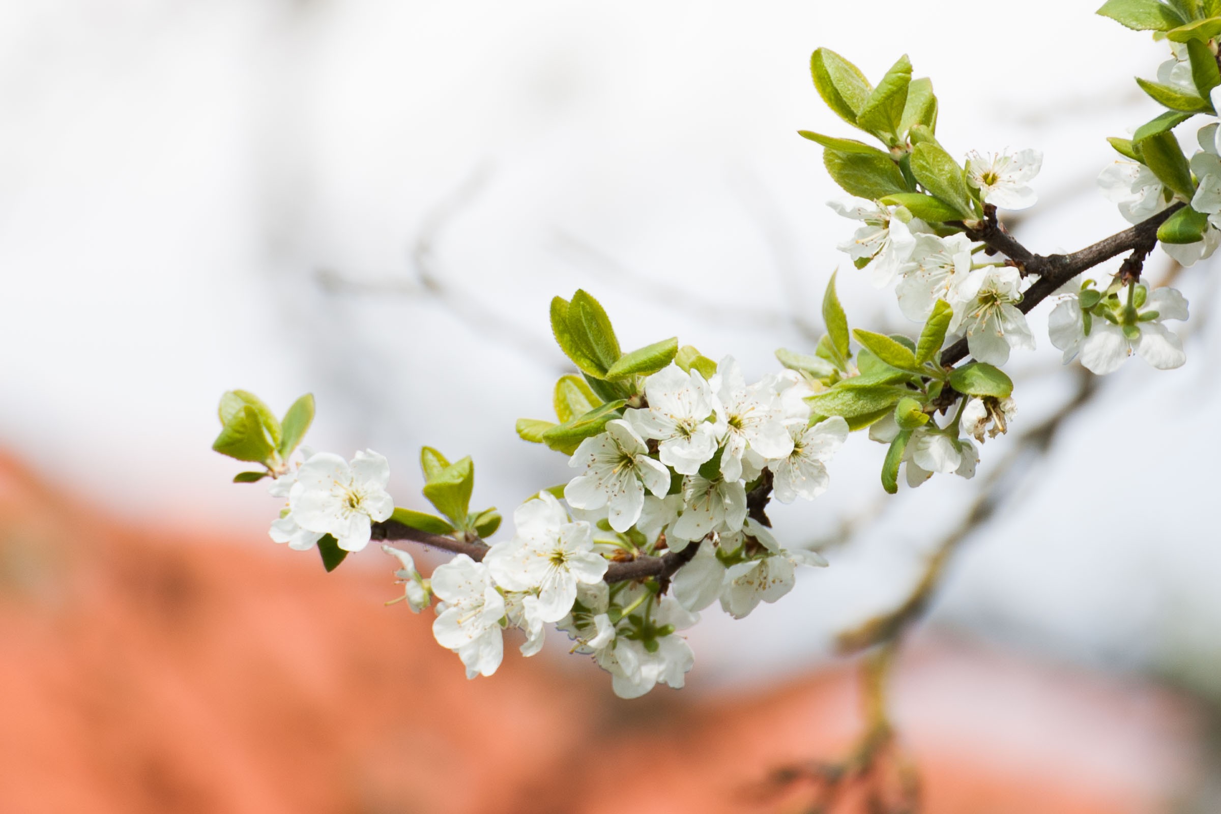 Achtergrond bij bloesem fotograferen