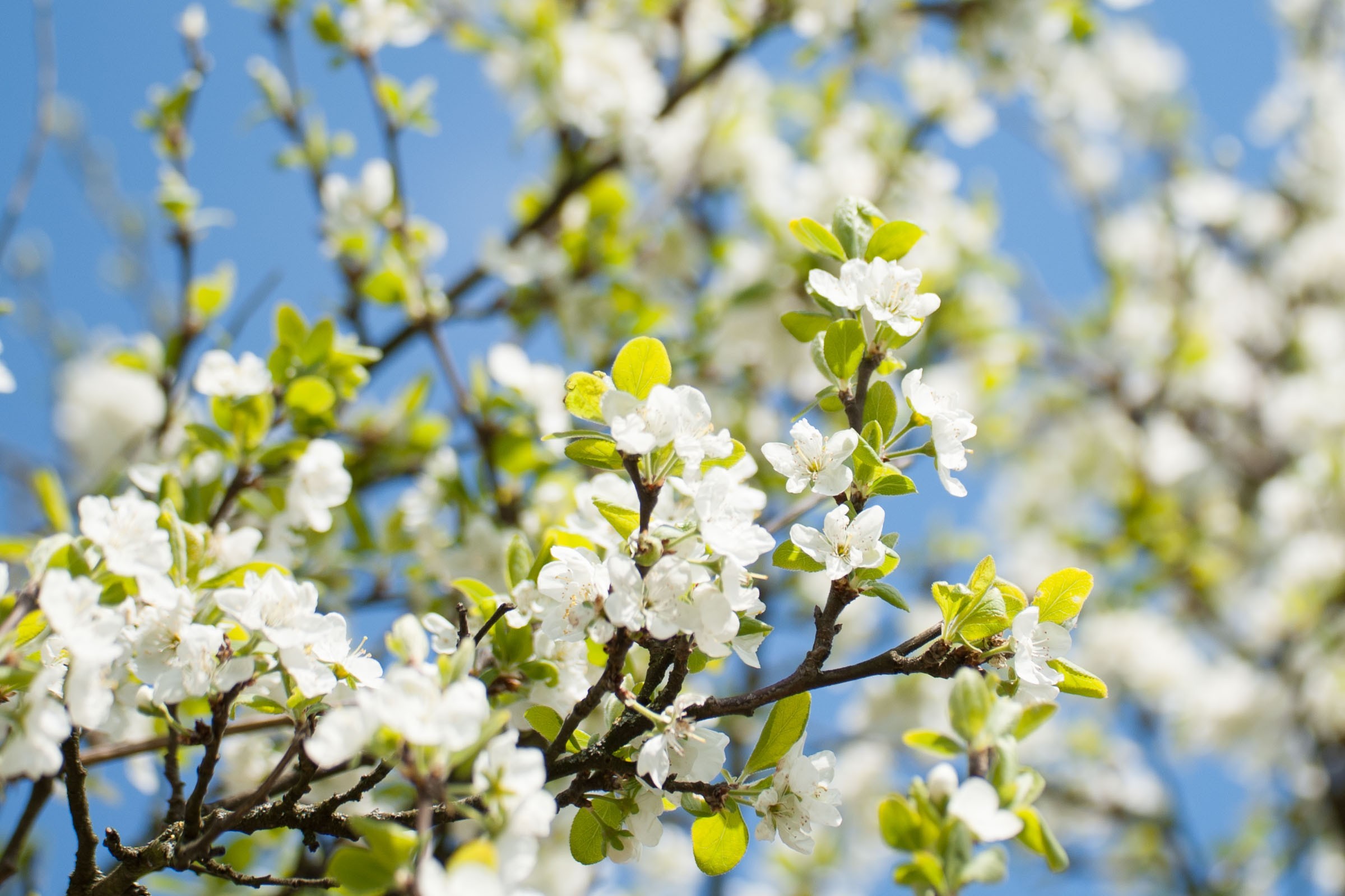 Scherptediepte bij bloesemfoto