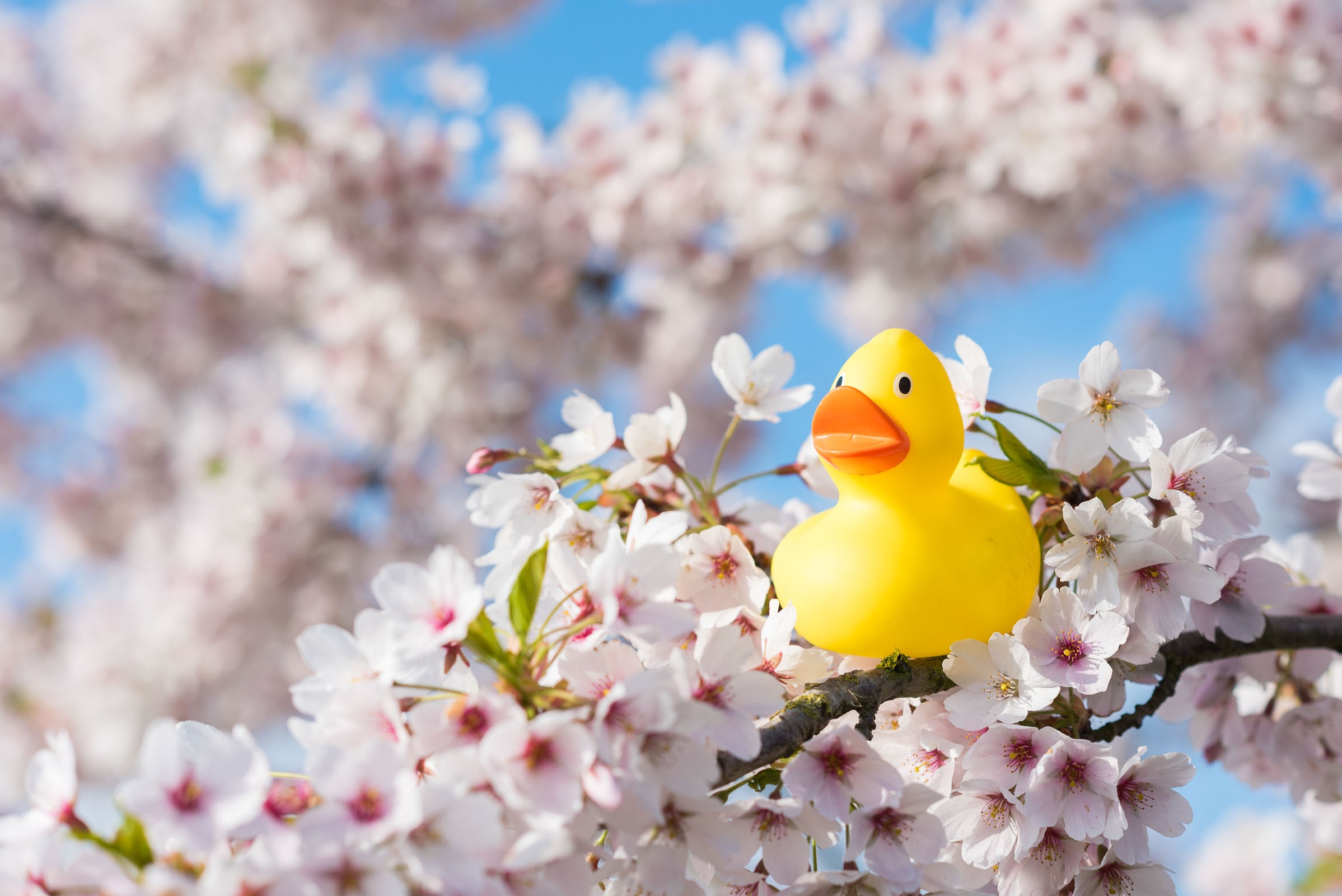 Tips om bloesem te fotograferen