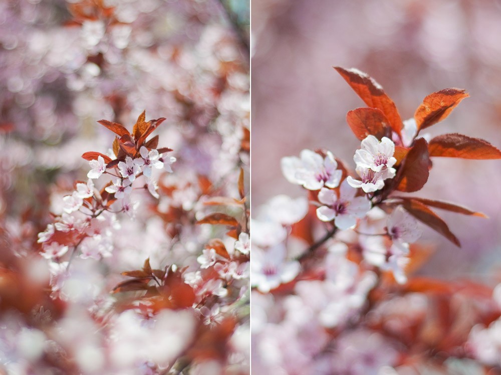 Links is de wazige achtergrond nog vrij druk, rechts is de bokeh al een stuk rustiger