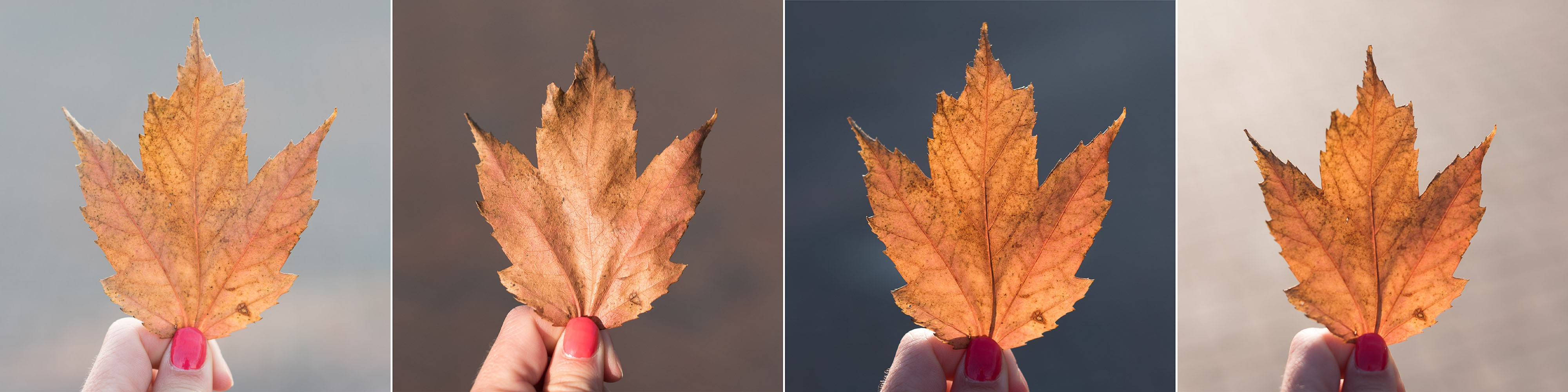 Bruine herfstbladeren