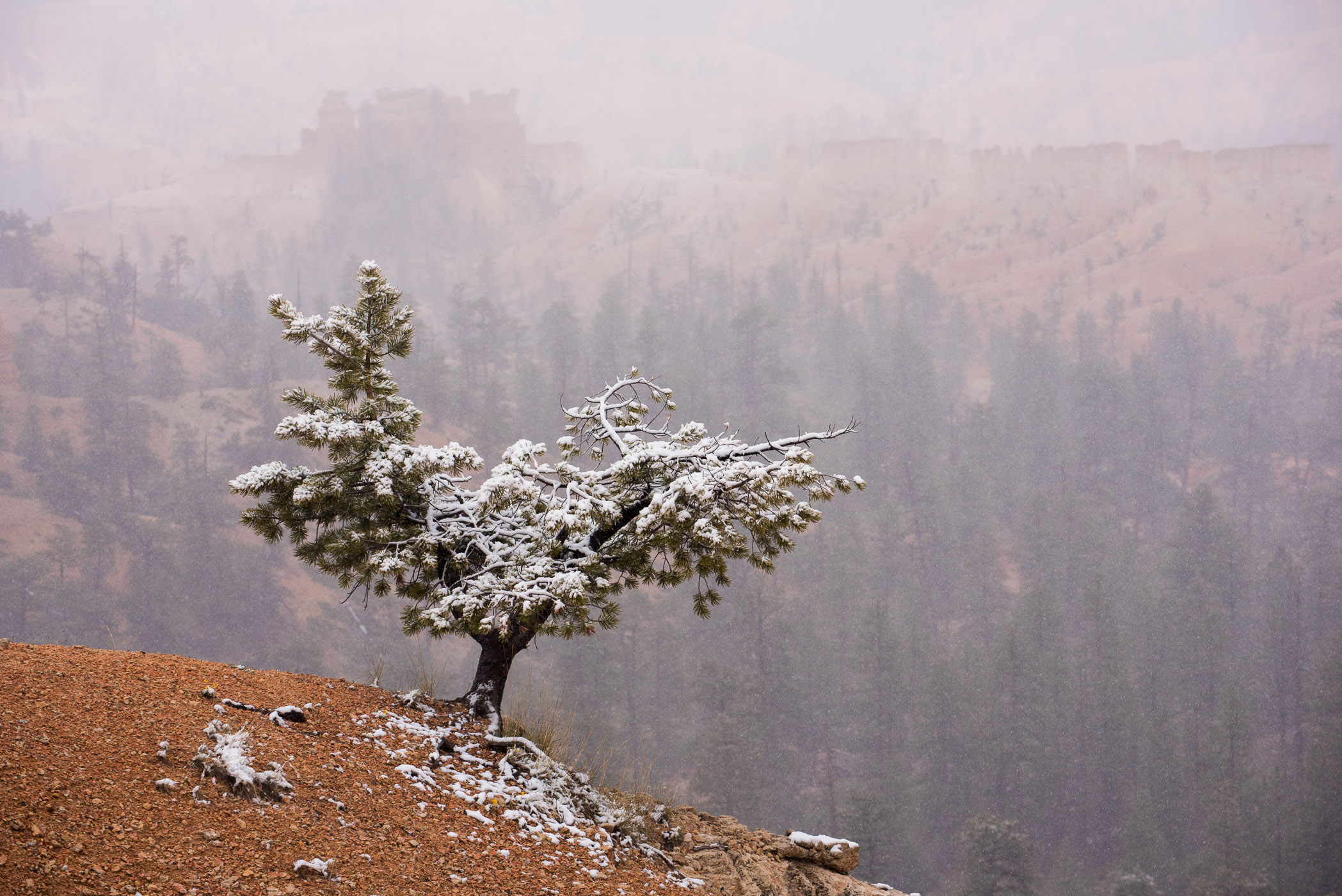 Boom geisoleerd gefotografeerd met een telelens