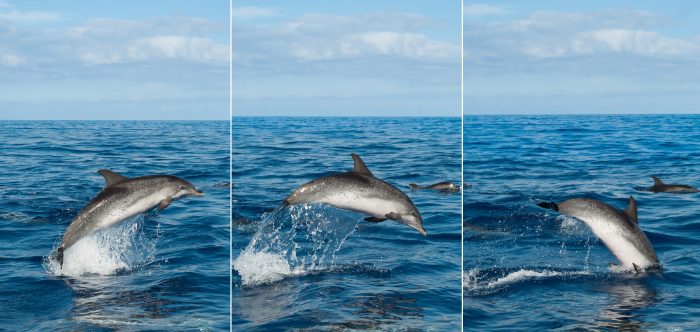 Door de burstmodus kon ik deze springende dolfijn goed fotograferen!