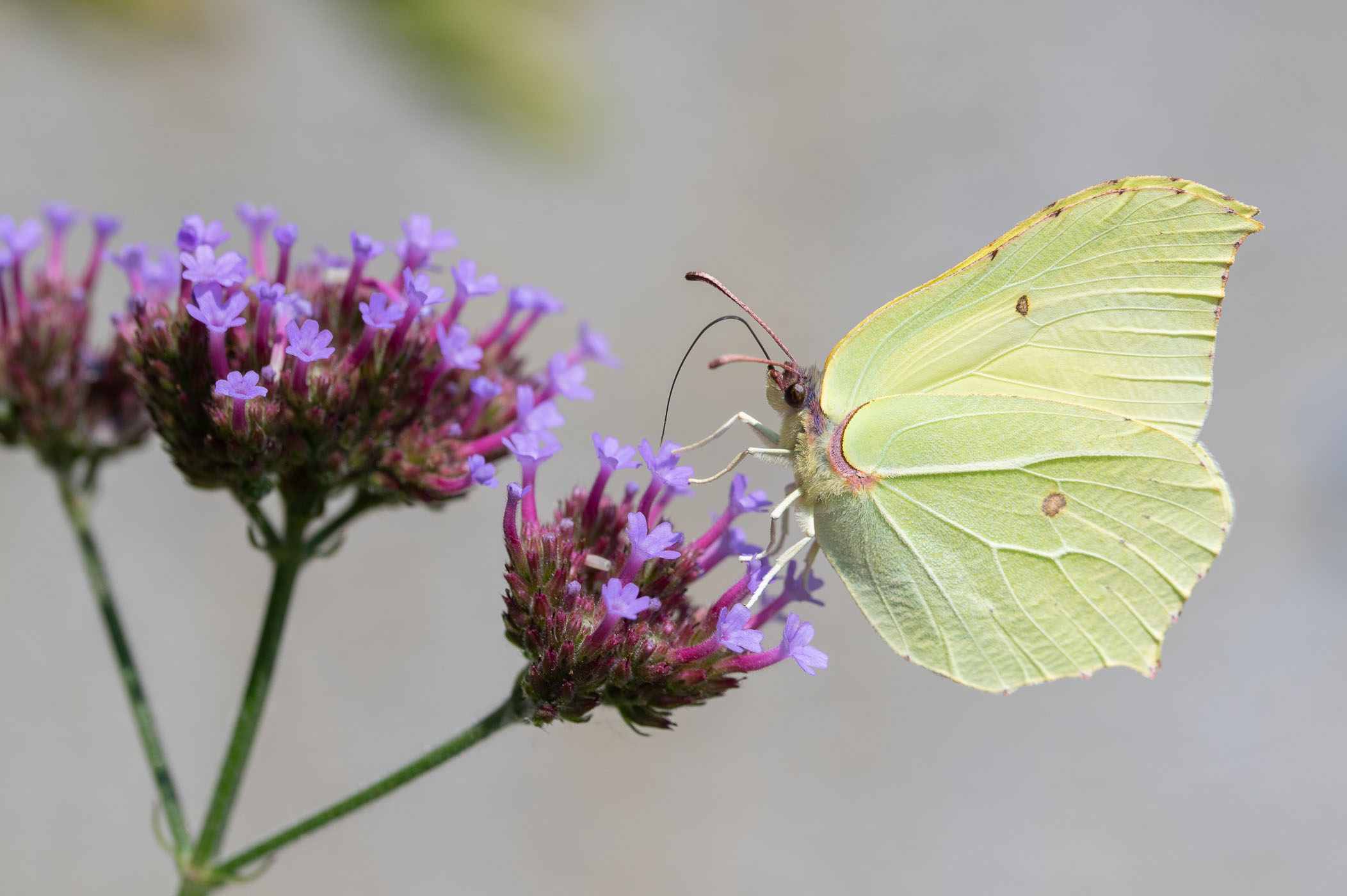 Citroenvlinder op verbena