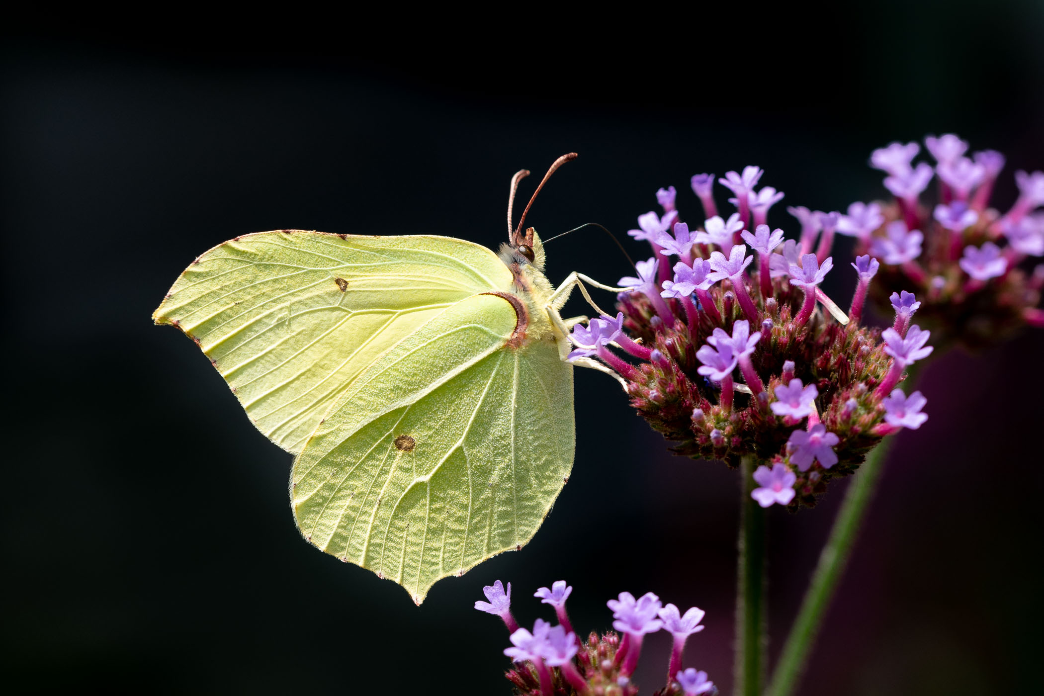 Citroenvlinder met zwarte achtergrond