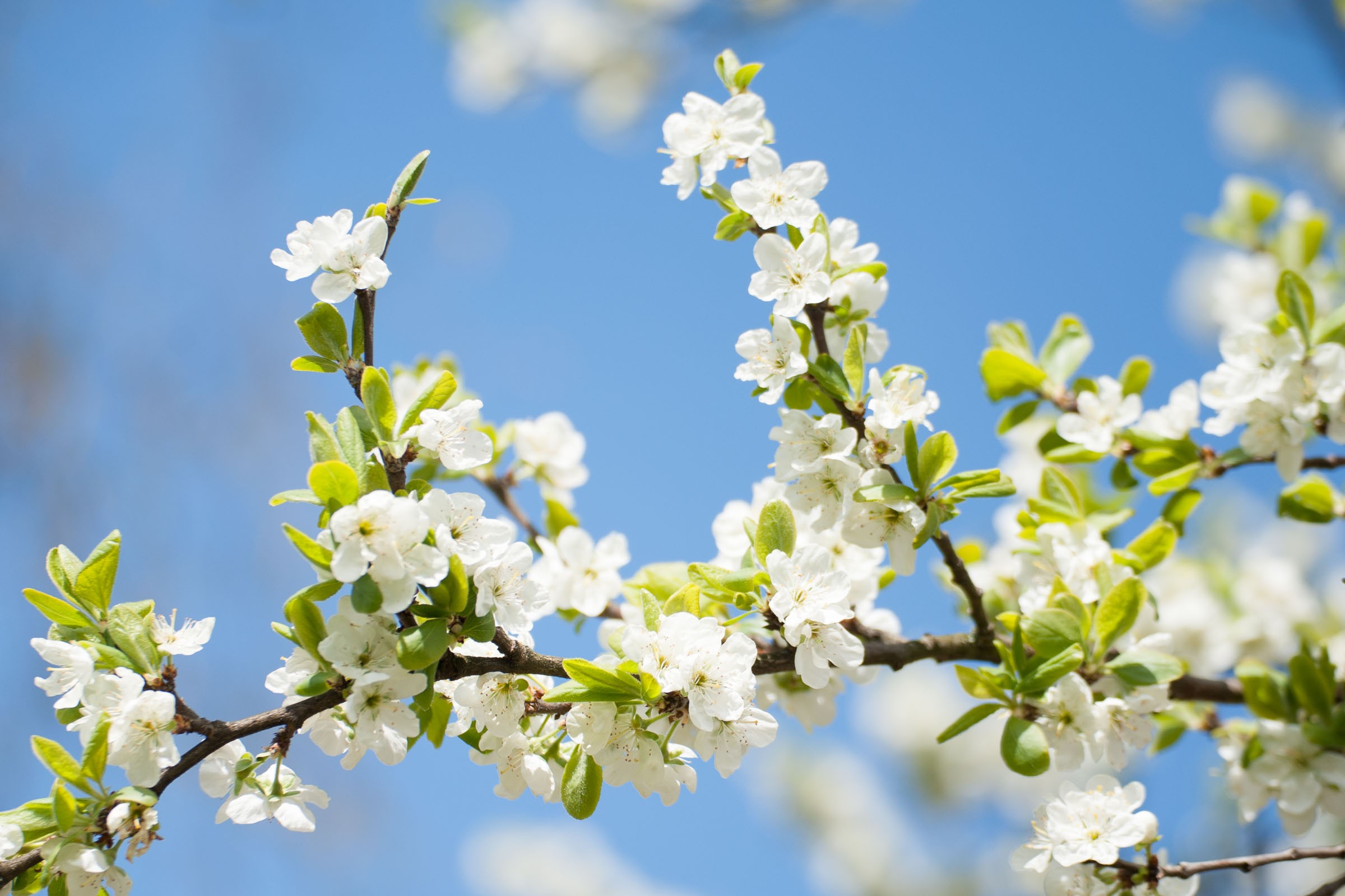 Compositie bij bloesemfoto's