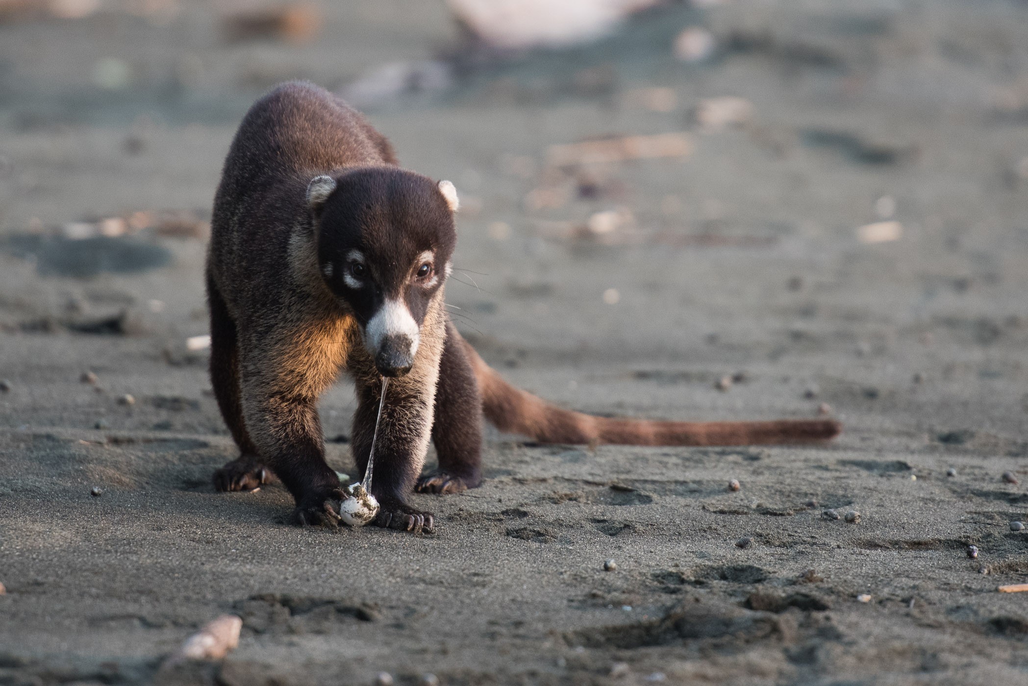 De schildpaddeneieren vind de neesbeer (in het Engels: coati) heerlijk! Wildlife fotografie ten top!