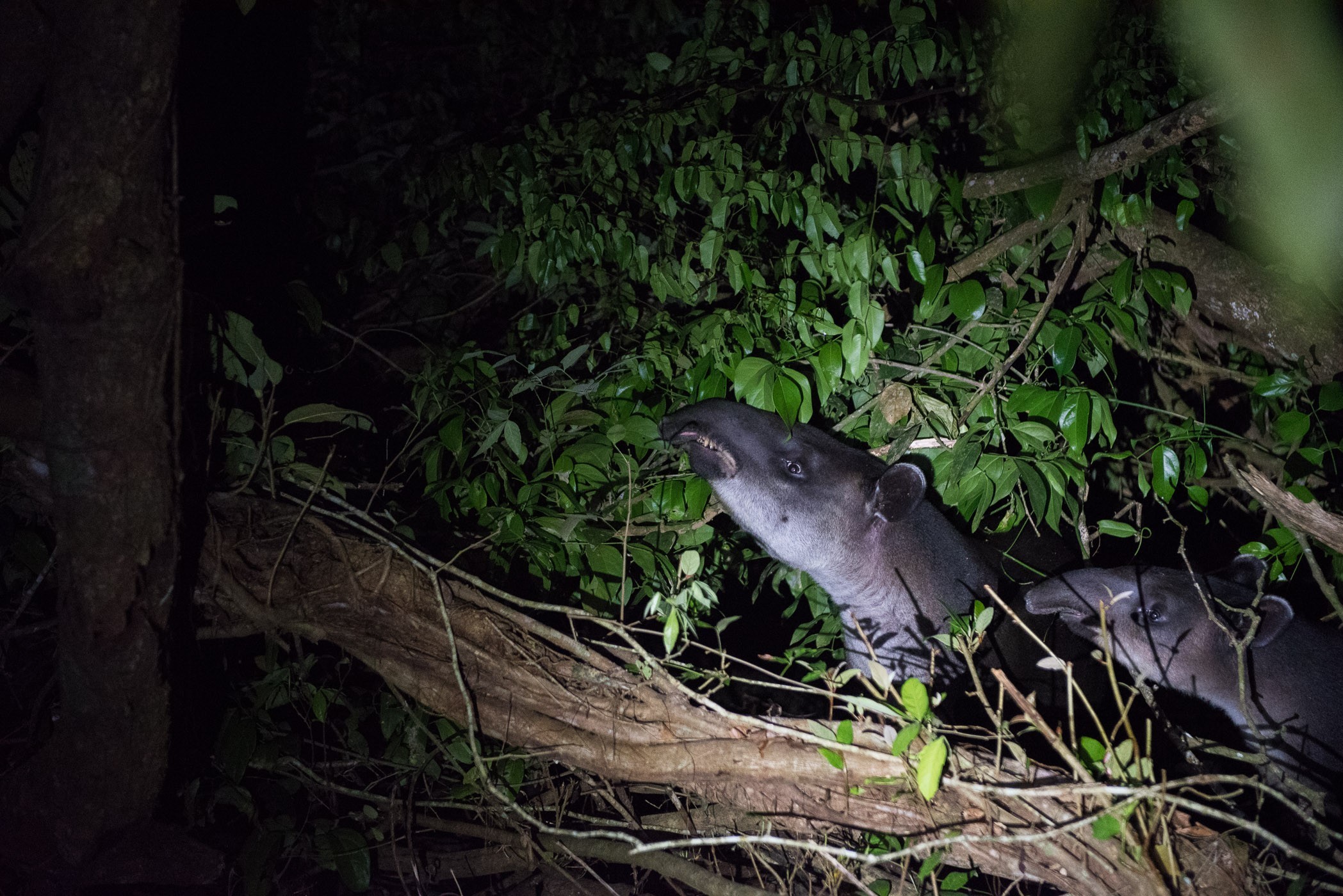 Twee tapirs in Costa Rica