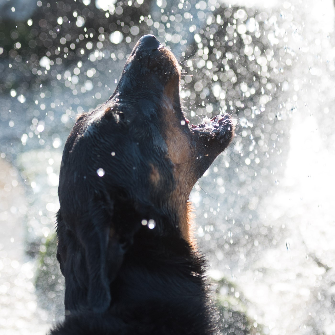 De hond drinkt water uit een soort fontein. Door het tegenlicht en de kleine scherptediepte ontstonden mooie bokeh-bollen.