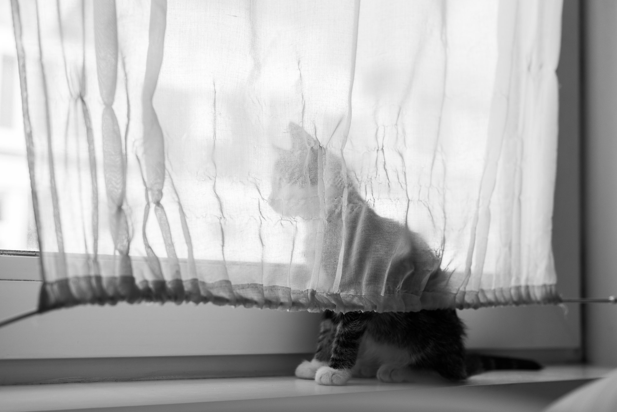 Let bij het fotograferen van je huisdier of er geen storende elementen in beeld staan. Doordat die hier ontbreken, krijg je een hele rustige foto.