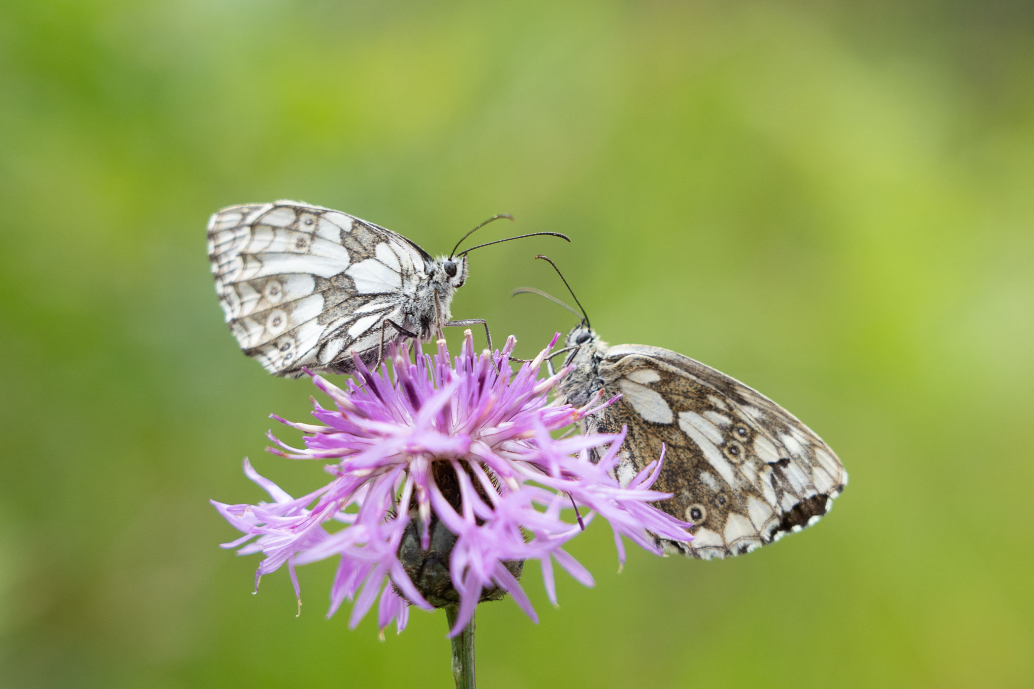 Dambordjes op een distelbloem