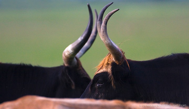 © De Nieuwe Wildernis