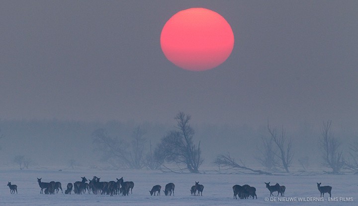 © De Nieuwe Wildernis