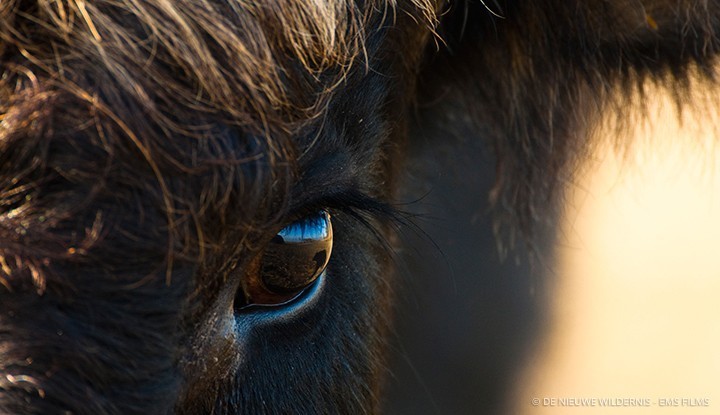 © De Nieuwe Wildernis