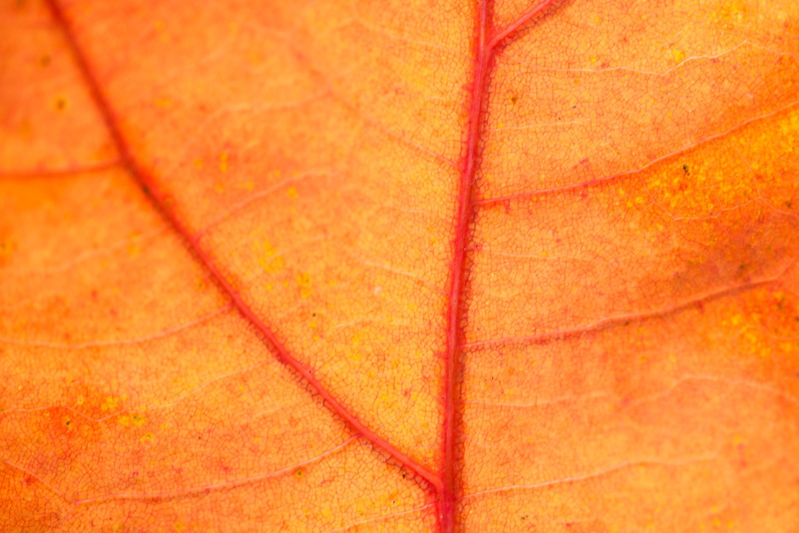 Close-up van een herfst blad
