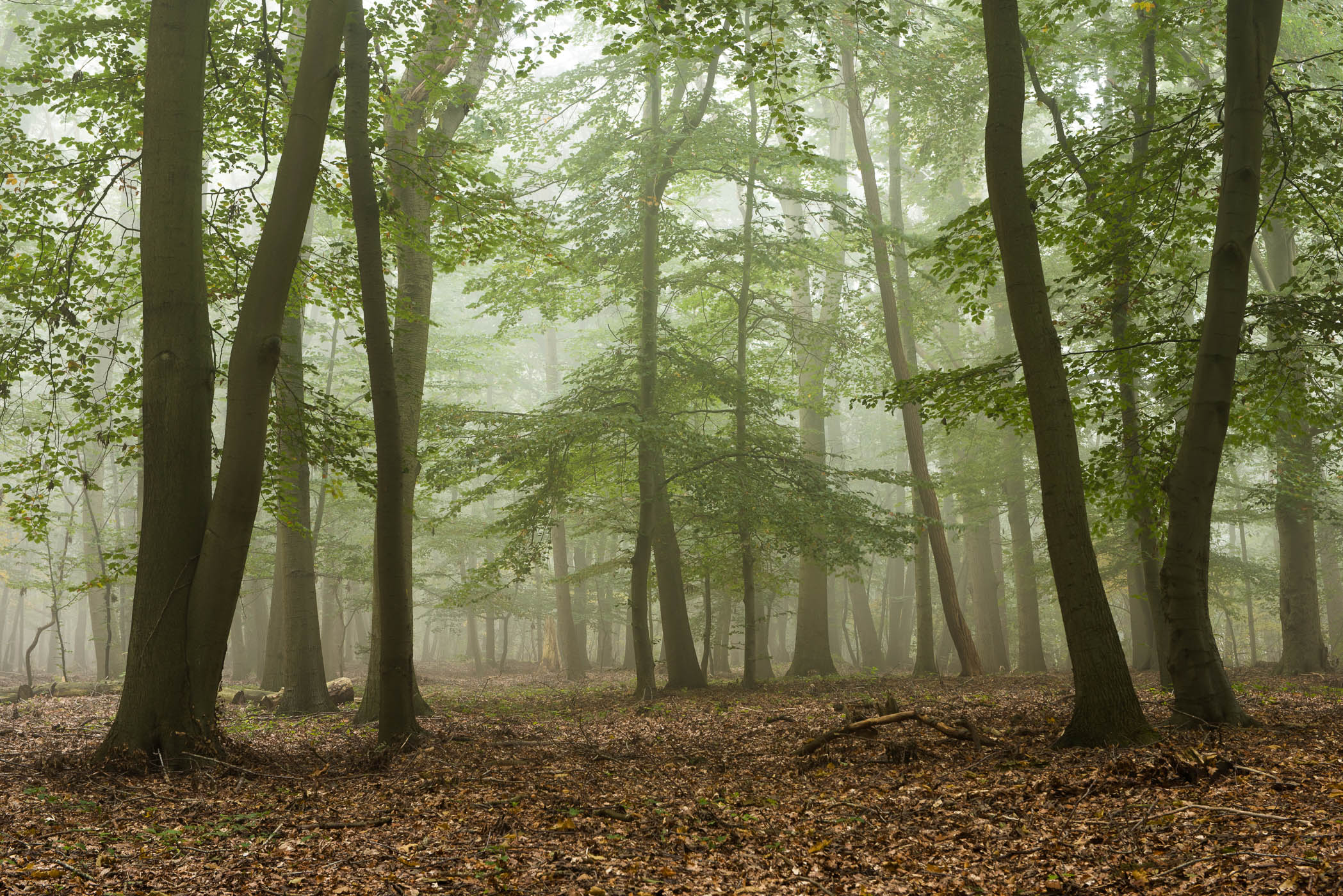 Mist fotograferen in het bos