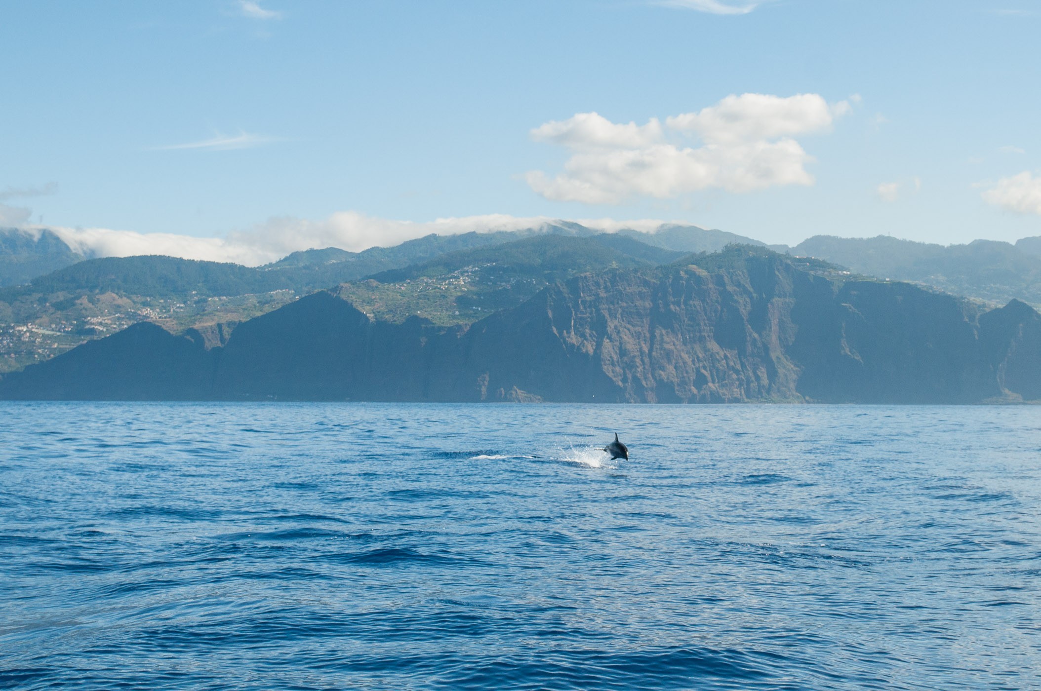 Deze dolfijn zwom en sprong helaas verder weg. In zo'n situatie is een lange lens wel handig natuurlijk!