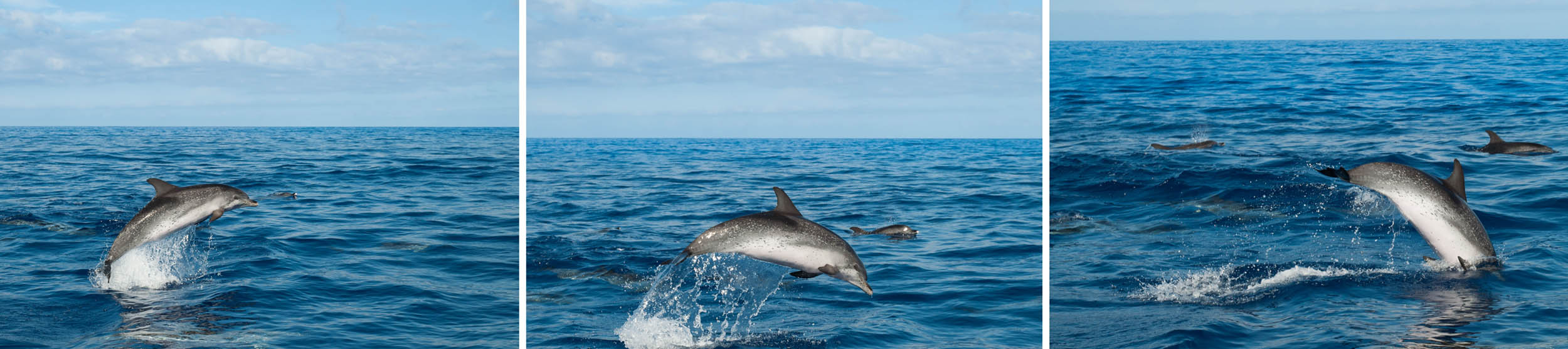 Drieluik van springende dolfijn met verspringende horizon