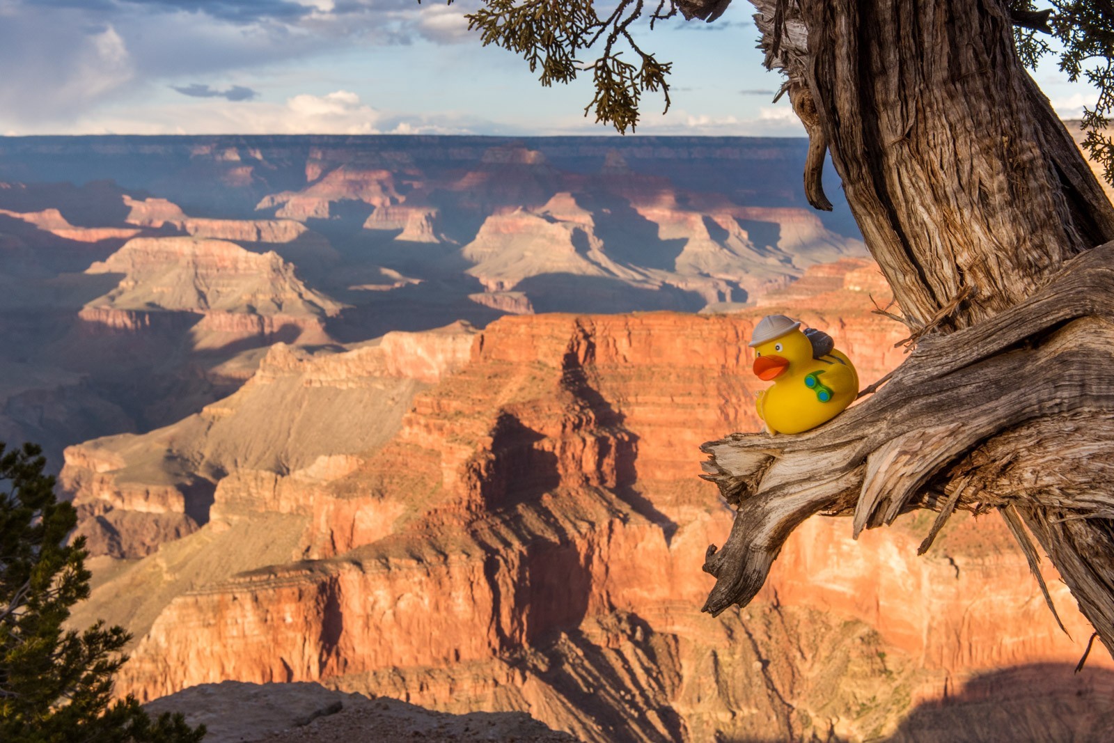 Ducky bij de Grand Canyon