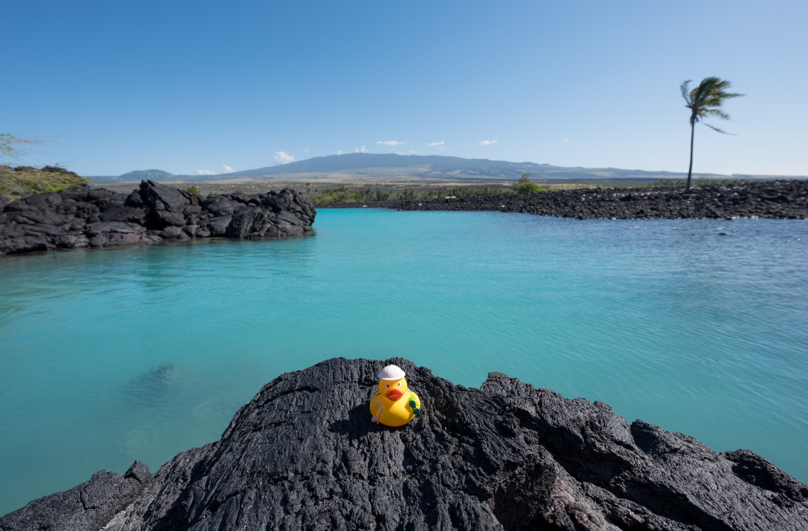 Ducky op Big Island of Hawaii. De zwarte ondergrond is uitgeharde lava.