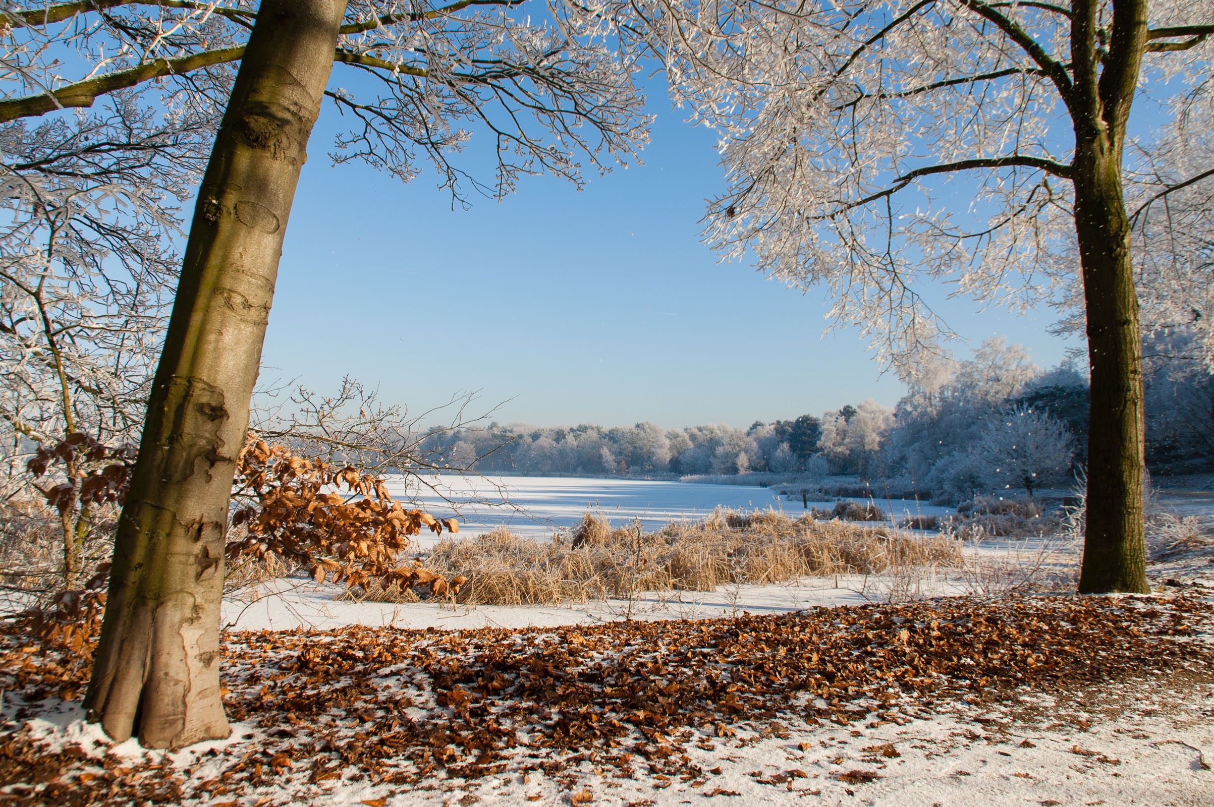 De bomen aan de zijkant en de taken bovenin vormen een subtiel kader om het landschap
