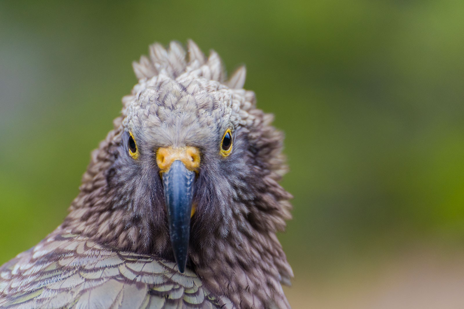 Op de achtergrond staan bladeren en takken. Door de wazige achtergrond leidt dit niet meer af.