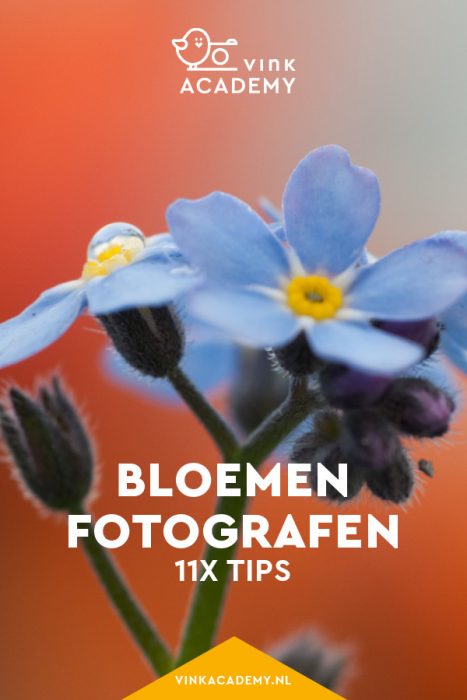 Fotografietips voor bloemen
