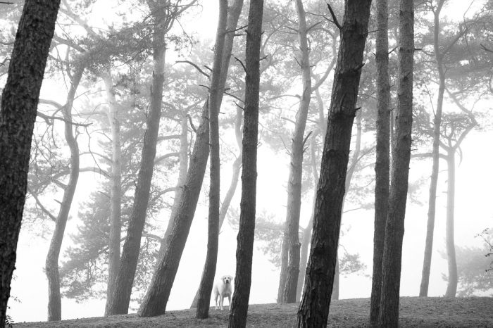 Fotograferen in de mist. Luister niet naar het advies dat je met slecht weer beter binnen blijft.