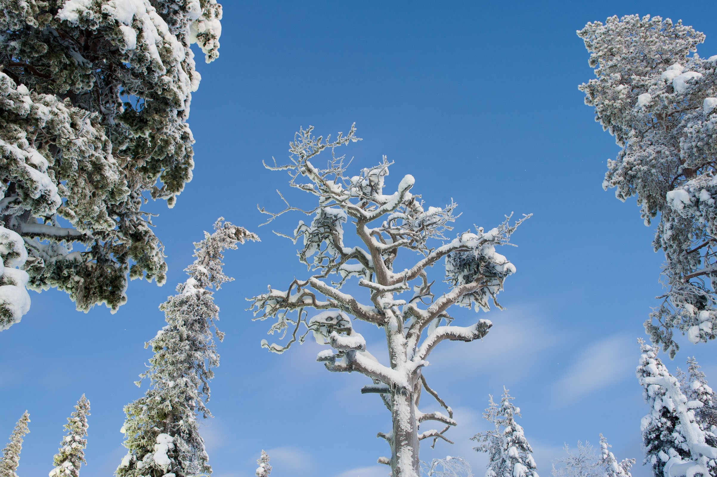 De besneeuwde takken steken mooi af tegen de blauwe lucht tijdens het blauwe uurtje.