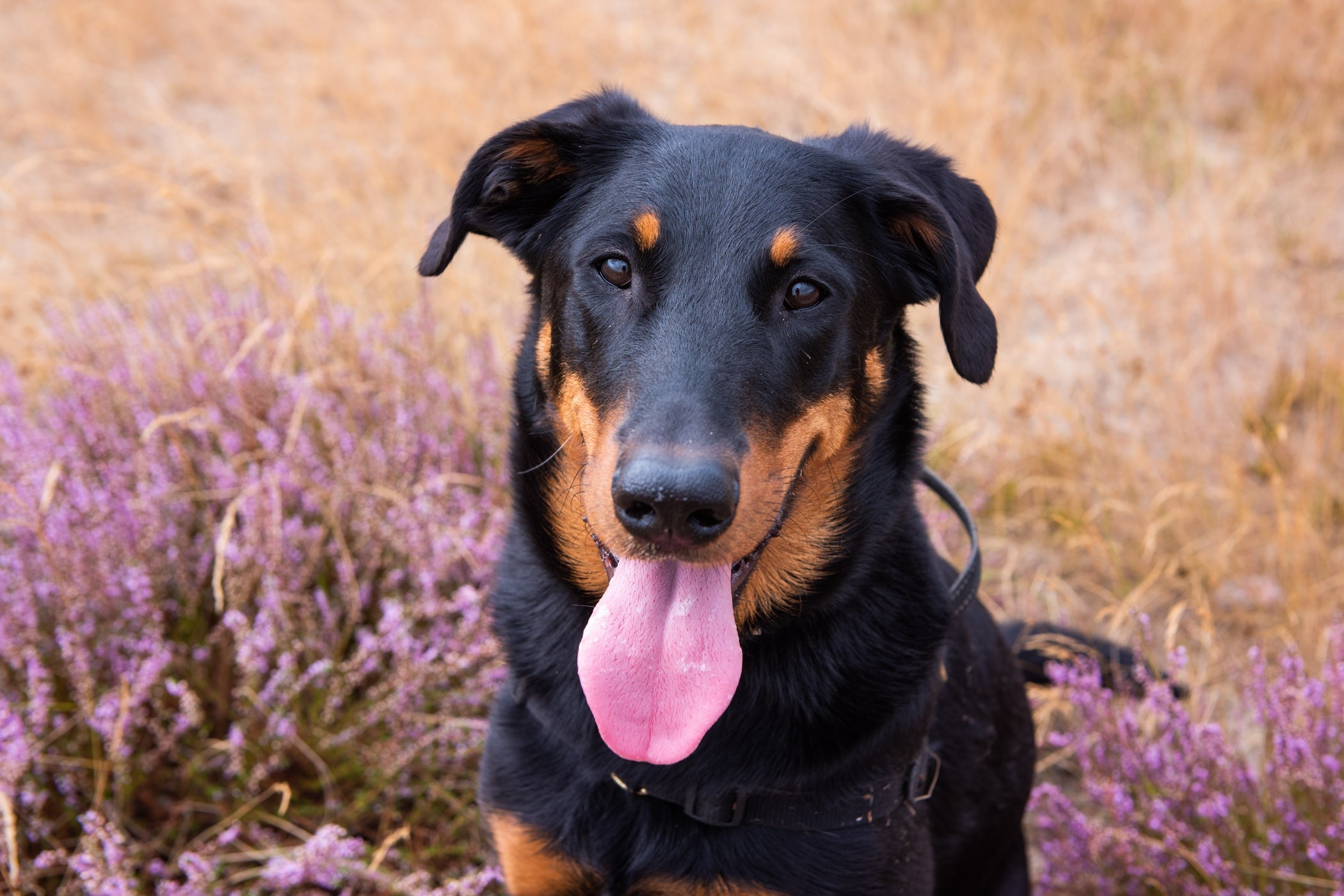 En ook mijn hond JJ moet met wat plukjes paarse heide op de foto!