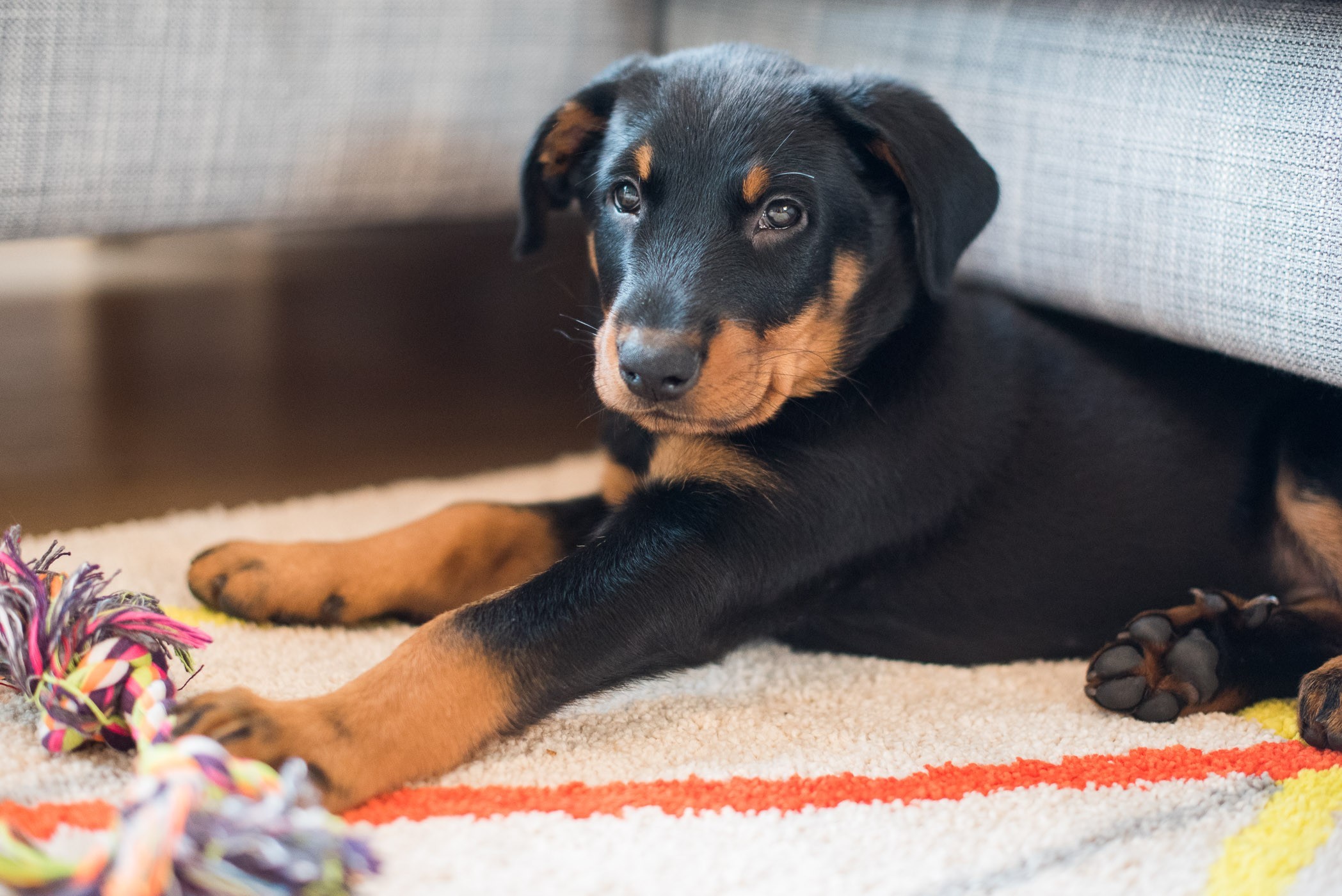 Puppy wordt net wakker onder de bank
