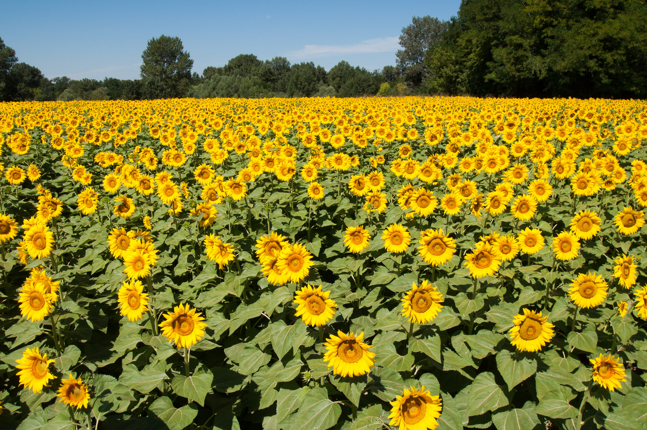 Deze zonnebloemen zijn gefotografeerd in de middag. De kleuren zijn door fel, maar de foto oogt plat en er 'mist iets' voor mijn gevoel.