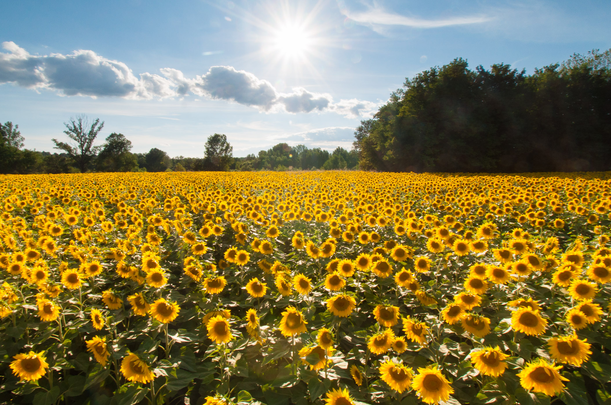 Door het warme zonlicht dat van achter door de zonnebloemen schijnt, heeft de foto veel meer sfeer.