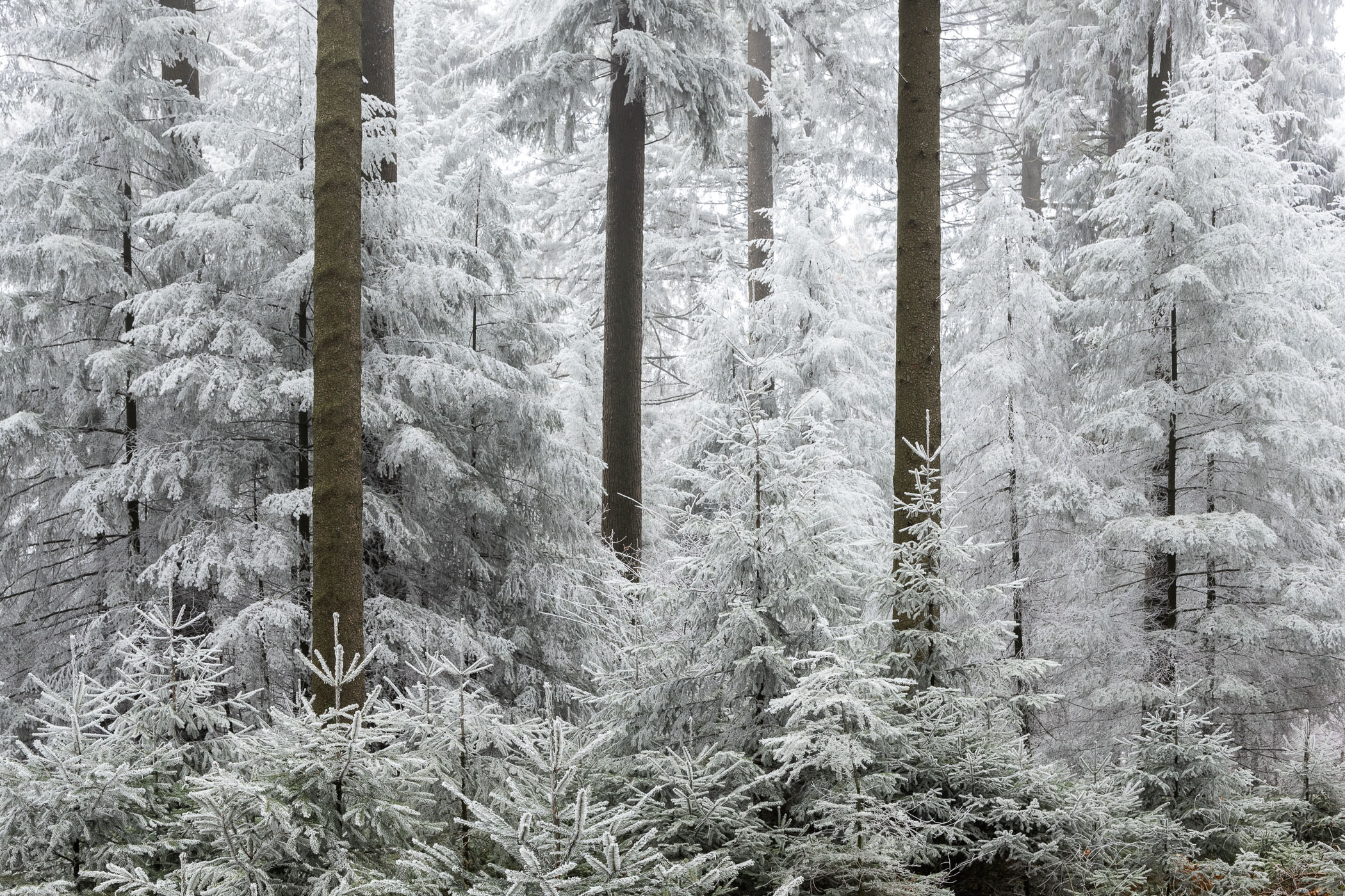 Berijpte bomen met silhouetten van boomstammen