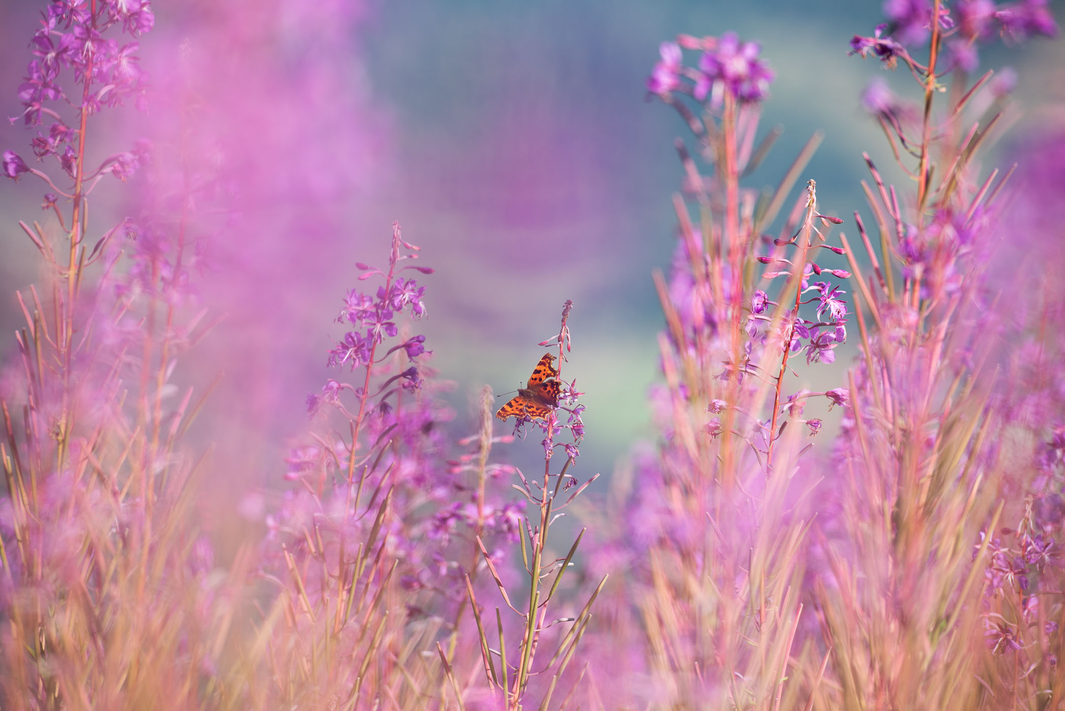 Gehakkelde aurelia tussen de paarse bloemen