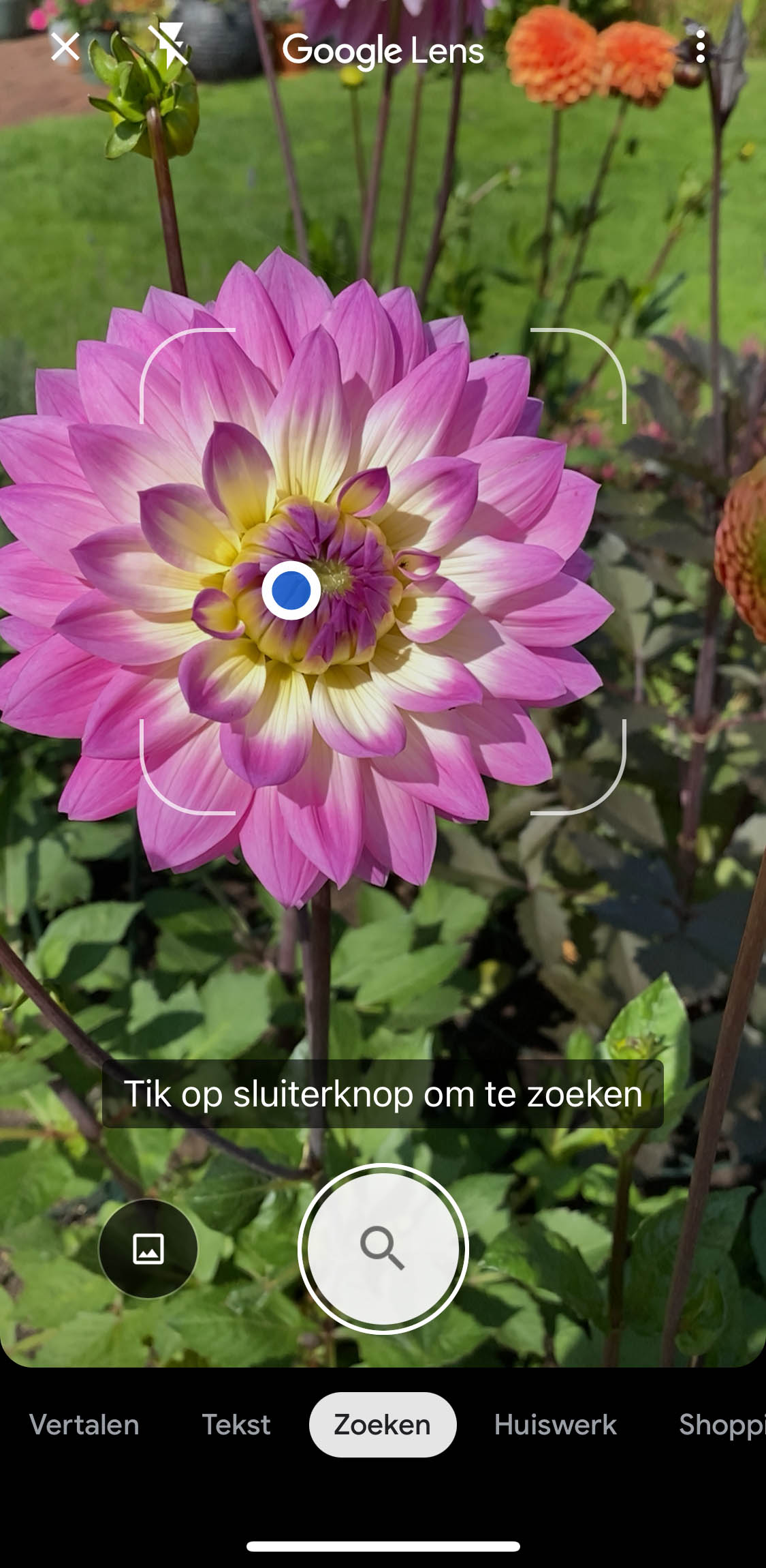 Google Lens met camera aan op paarse bloem gericht