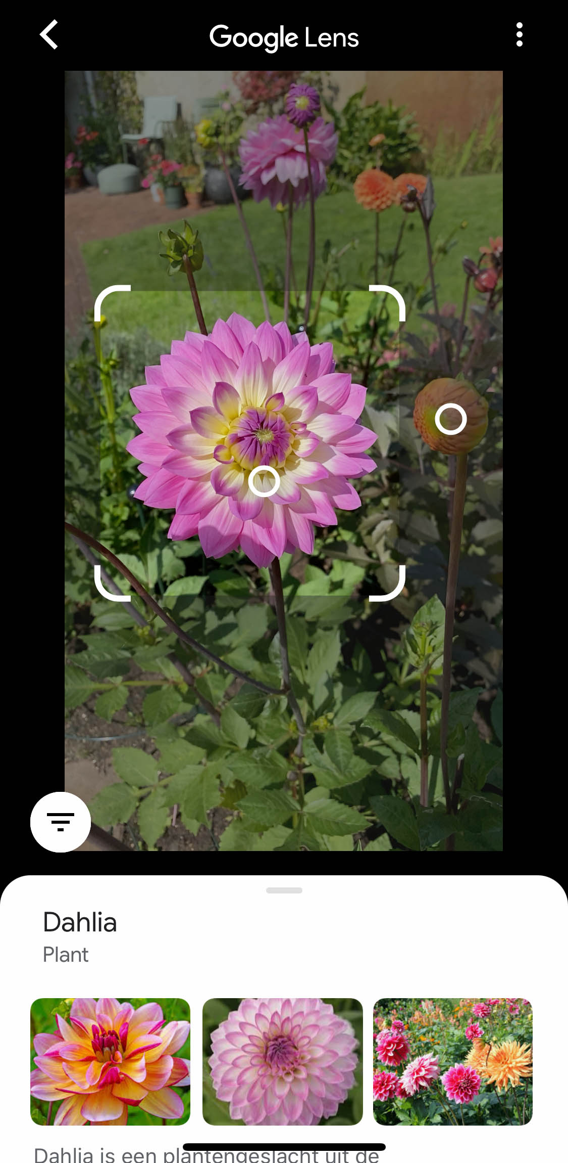 Zoekresultaat door Google Lens: de paarse bloem is geselecteerd: het is een Dahlia