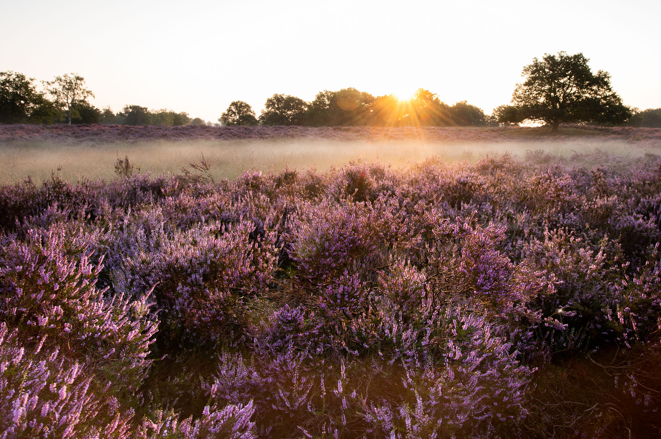 Heide tijdens zonopkomst. Het tegenlicht laat de kleuren van de heide goed naar voren komen.