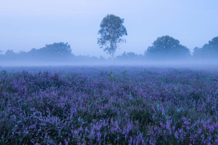 Heide gefotografeerd voor zonsopkomst (blauwe uurtje)