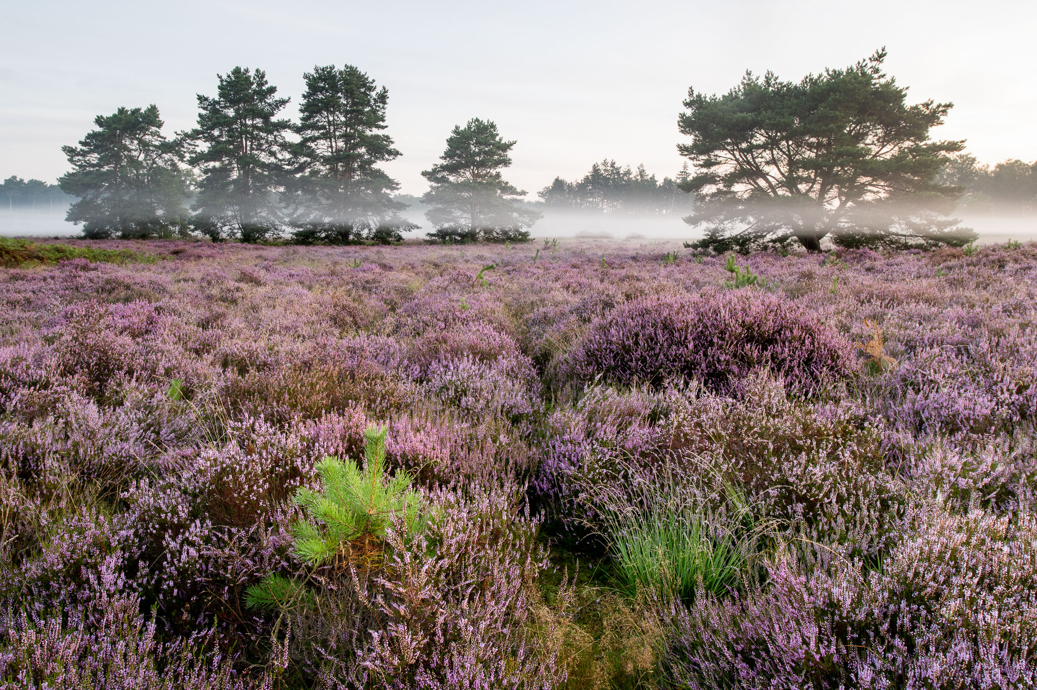Paarse bloeiende heide met twee dennentakken op voorgrond en mistlaagje