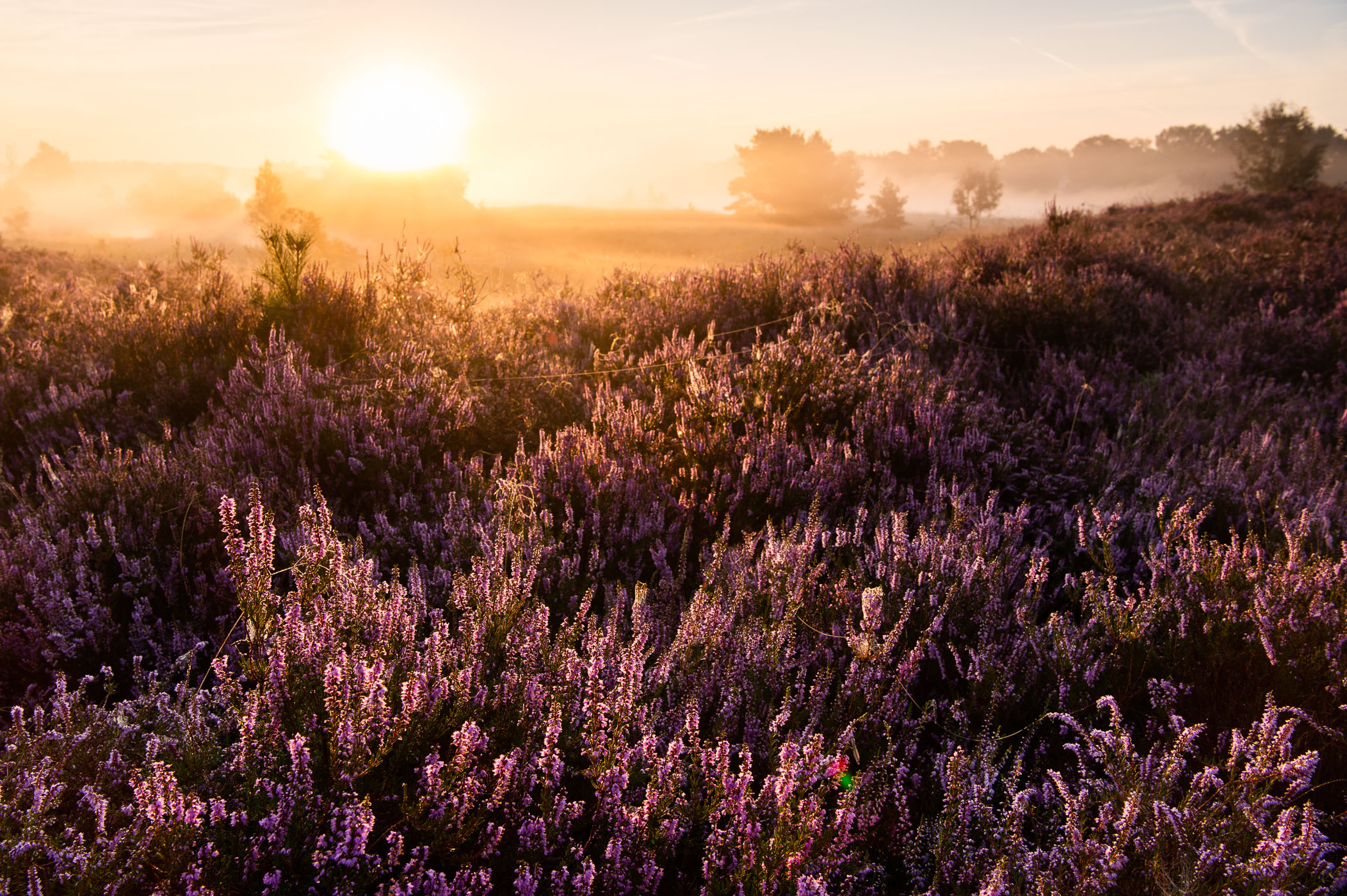 Zonsopkomst op de paarse heide