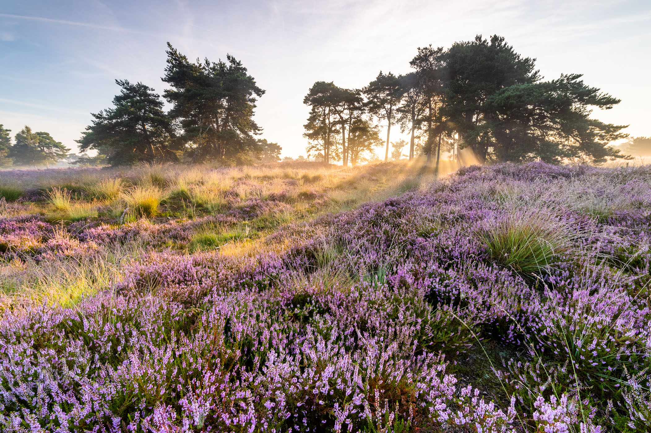 Mist + zon + bomen = lichtstralen. Een perfecte combinatie!