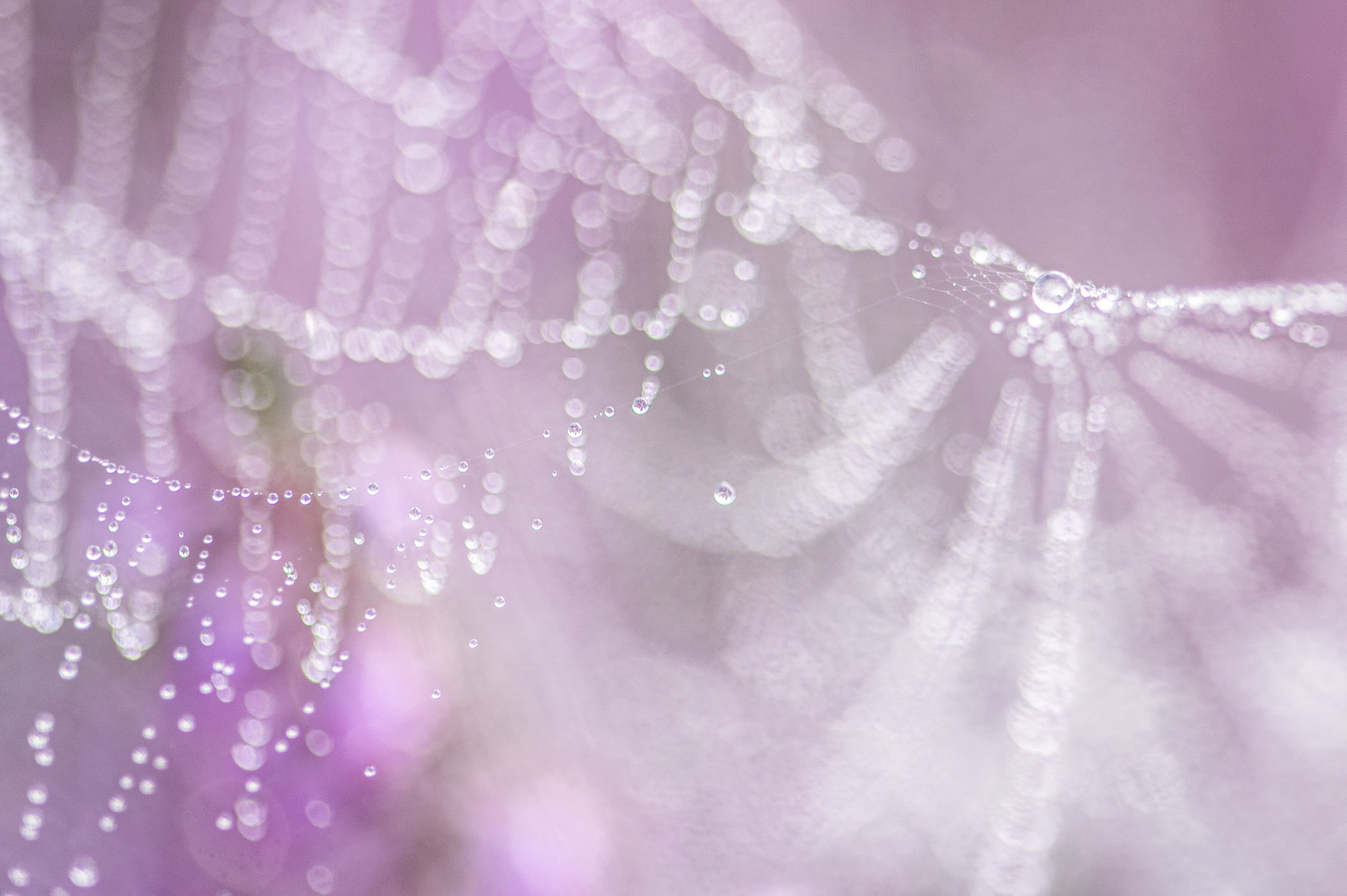 Spinnenwebben met dauwdruppels met op de achtergrond het paars van de bloeiende heide.