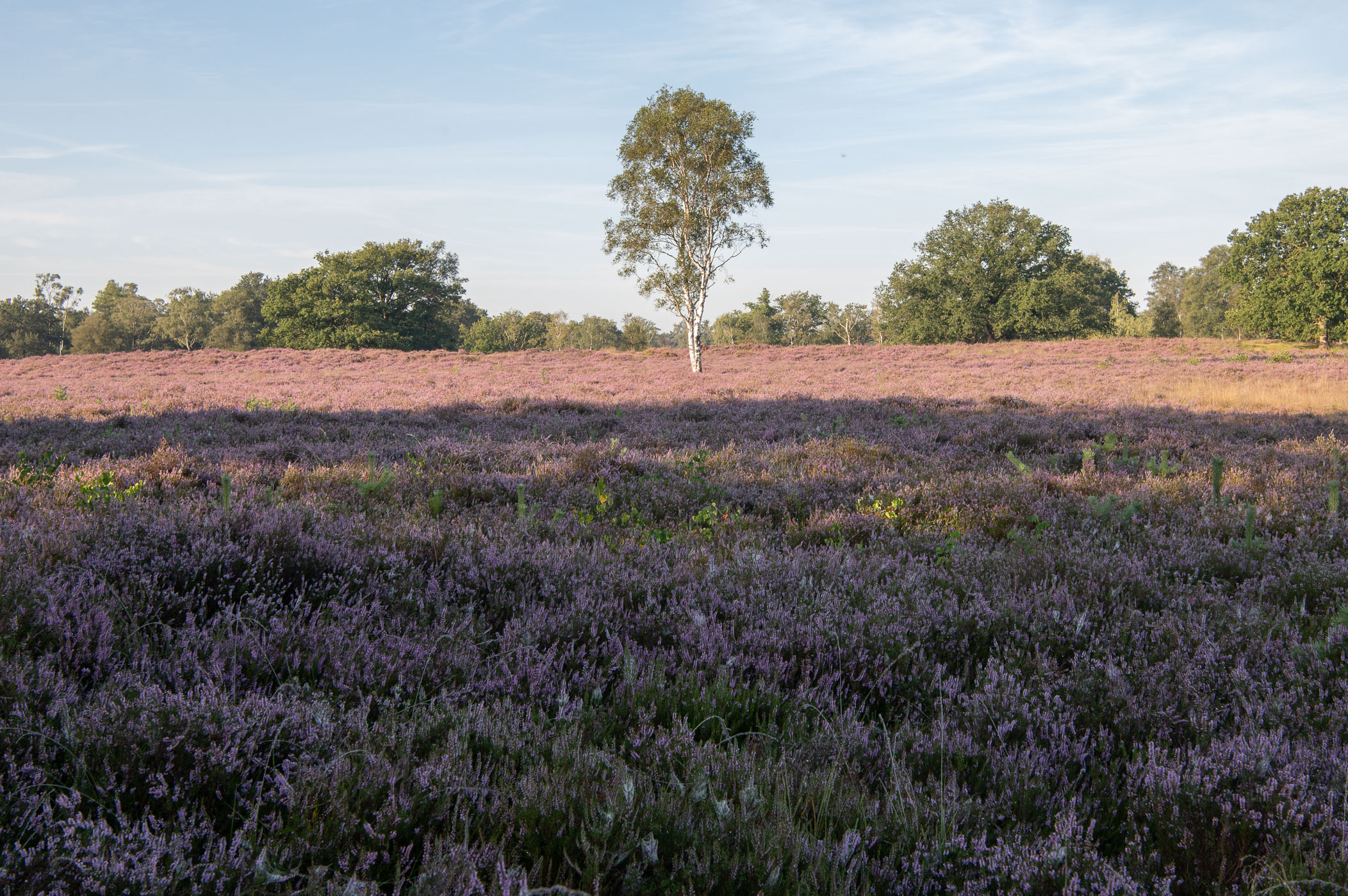 Heide gefotografeerd 1 uur 45 minuten na zonsopkomst