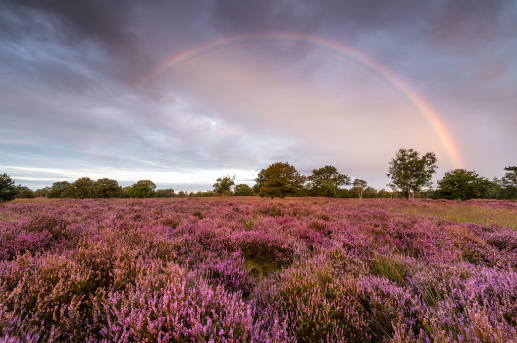 Paarse heide met bomen en regenboog