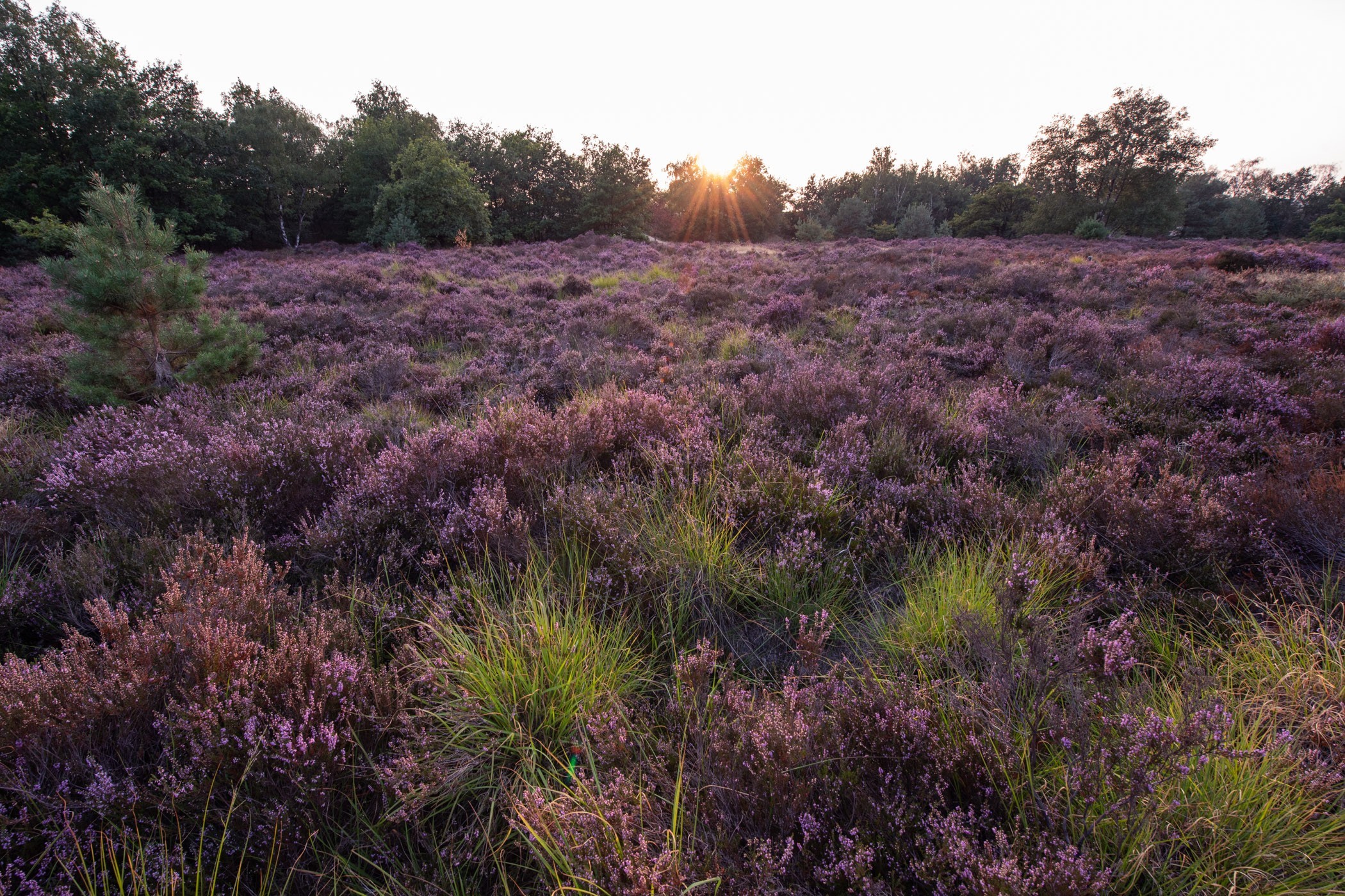 Paarse heide bij de Loonse en Drunense Duinen, augustus 2018