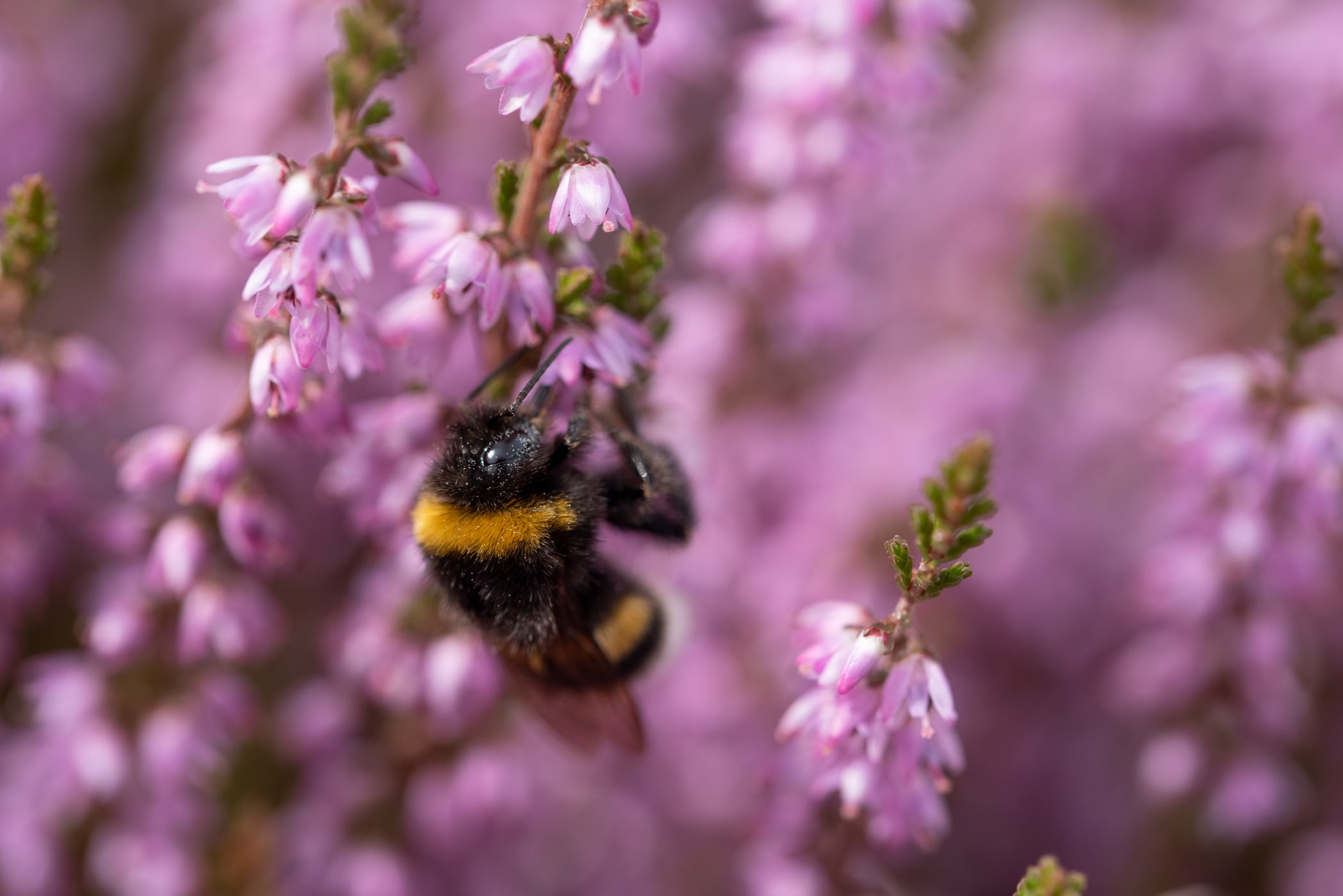 Bij op een heide plantje