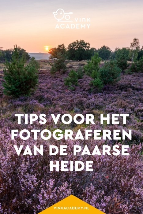 Tips voor het fotograferen van de paarse, bloeiende heide